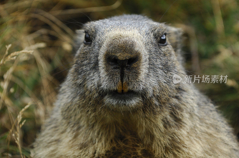 高山土拨鼠 (Marmota marmota)